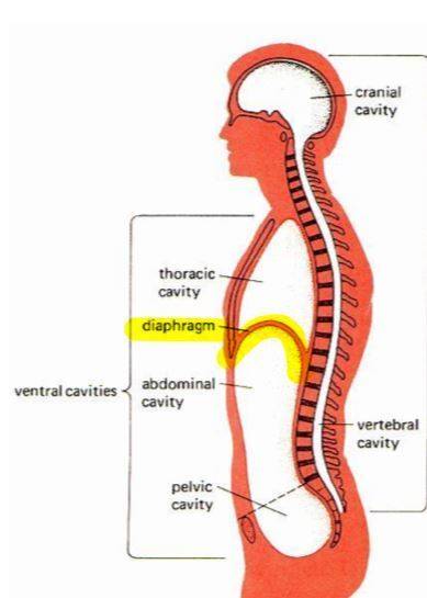 The ventral body cavity is subdivided into the  and the  cavities.