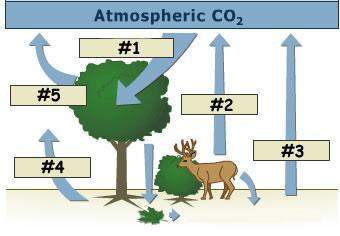 Picture goes with question 1  processes #1 impacts carbon dioxide in the atmosphere by means o
