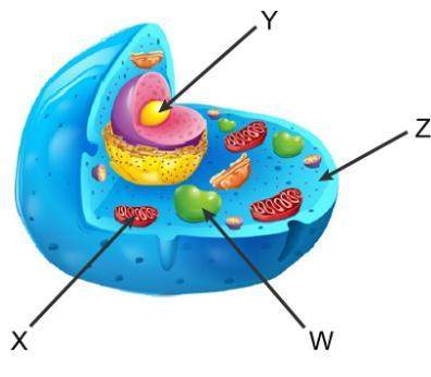 Use this diagram of an animal cell to answer the question. where does the second stage o