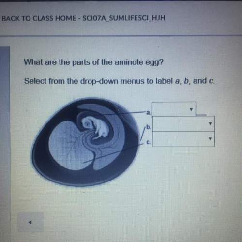 What are the parts of the aminote egg?  select from the drop-down menus to label a, b, and c.&lt;