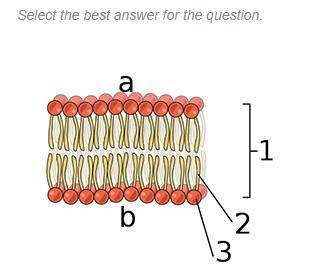 This is an image of the phospholipid bilayer. based on what you know about the structure of the phos