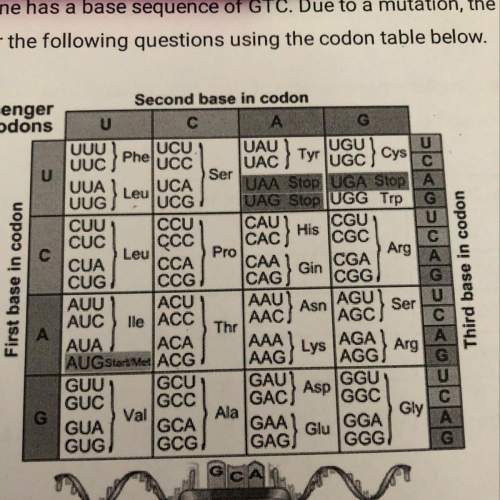 What are the bases of mrna coded for this section of dna before the mutation