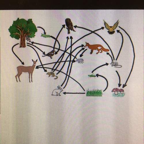 Using the food web, describe two complete food chains that include a producer, consumer, and