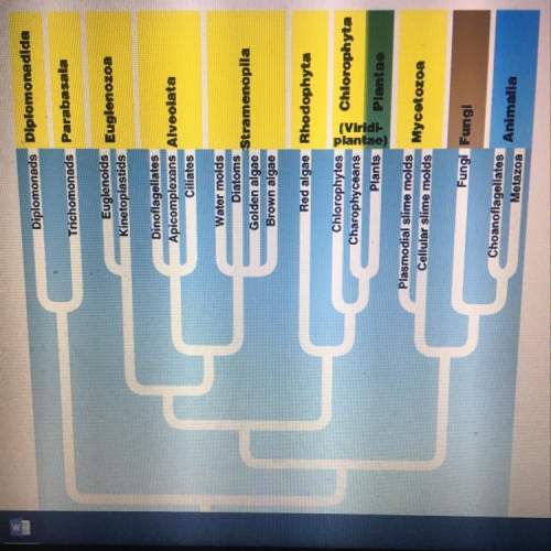 How would you classify the organisms that are highlighted in yellow?  a) the organisms i