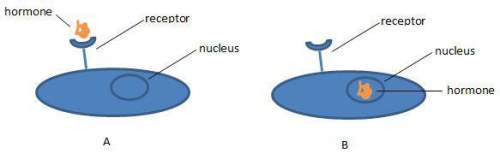 Look at the two images of cells. which of the following statements best describes what c