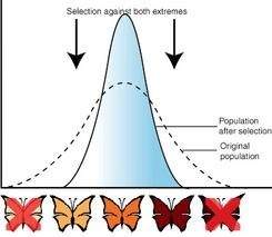 The image above shows the changes in a moth population's coloring over time. which type of natural s