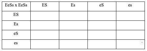 This is the only time i will ask a real question. me with this punnett square.