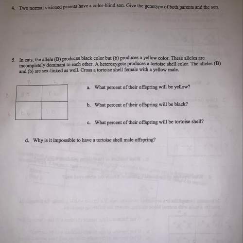 Can someone me with these punnett square problems both #3 &amp; #4 ?