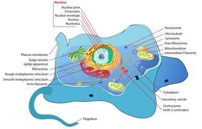 In this typical animal cell, which structure would be used for locomotion? a) flagellum b) plasma m