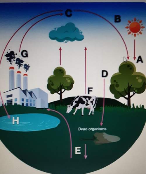 Using the diagram above, match the description to the corresponding location in the carbon cycle mod