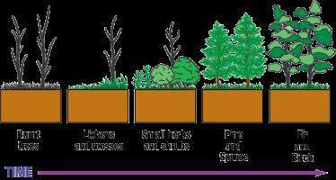 This diagram shows secondary succession occurring in a forest ecosystem that has experienced a fire.