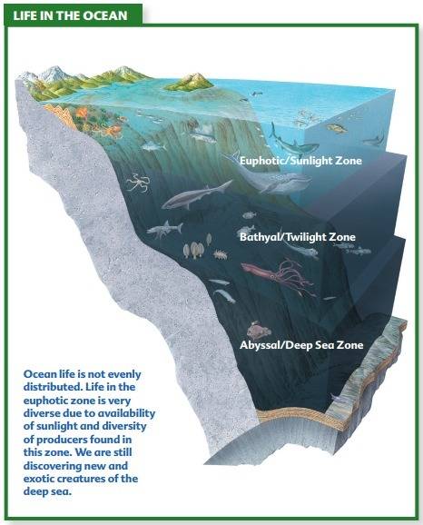 Explain how light and depth determine the distribution of organisms in marine ecosystems.