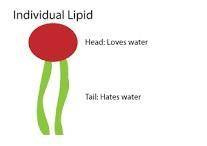 What is the defining feature of lipids?

O They are can be either polar or nonpolar, depending on th