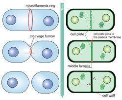 Forms across a plant cell during cytokinesis.

A. cleavage furrow
B. pinching in
C. cell plate