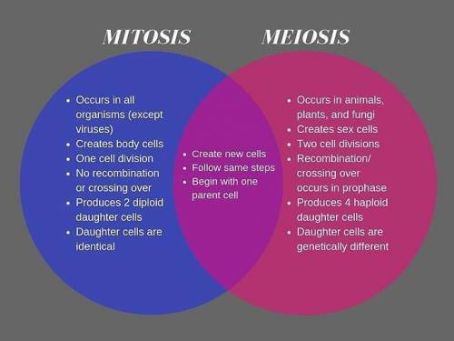 Show are meiosis and mitosis different