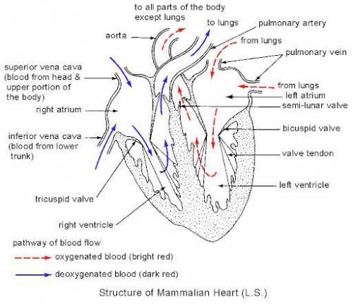Which statement is TRUE about the heart valves and blood flow through the heart?

A. Oxygenated bloo