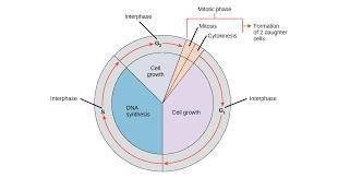 What happens to the cell’s genetic information during the cell cycle?