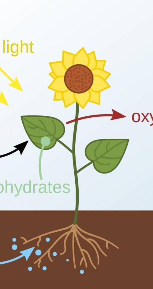 Define photosynthesis with help of diagram