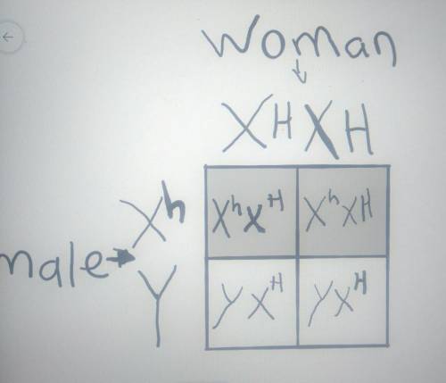 What is the genotype and phenotype for A male hemophiliac with a woman pure for normal clotting.