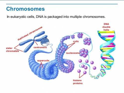 Kon “chromosomes and inheritance” 1. take the tour titled “what is a chromosome? ” draw a picture th