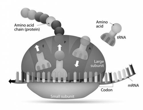 Some antibiotics inhibit trna from delivering amino acids to the ribosome. what process cannot be co