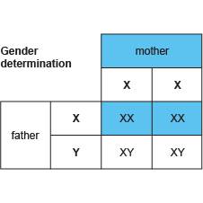 Consider the genetic cross for sex in humans xx is female and xy is male  a family has four children
