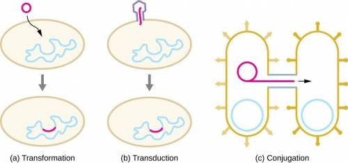 Explain how plasmids contribute to variation in bacterial populations