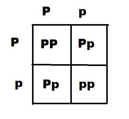 Purple petal color in pea plants is dominant to white petal color. Two heterozygous pea plants are c