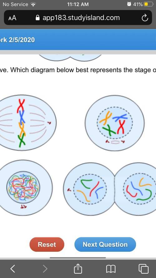 What stage of mitosis is shown in the drawing above?