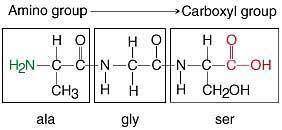 Examine the peptide. Peptide with three amino acid residues. The first residue contains a methyl gro