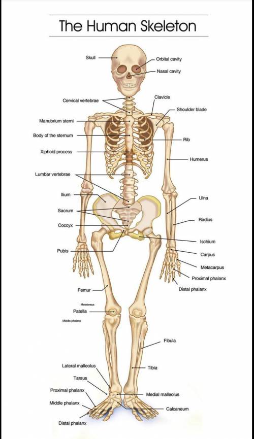 A diagram of a human skeleton. ​