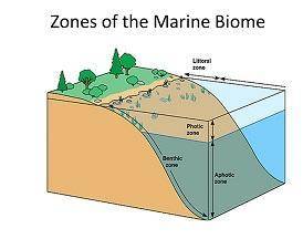 1. Draw a lake and label the photic, aphotic, littoral, limnetic, and benthic zones.