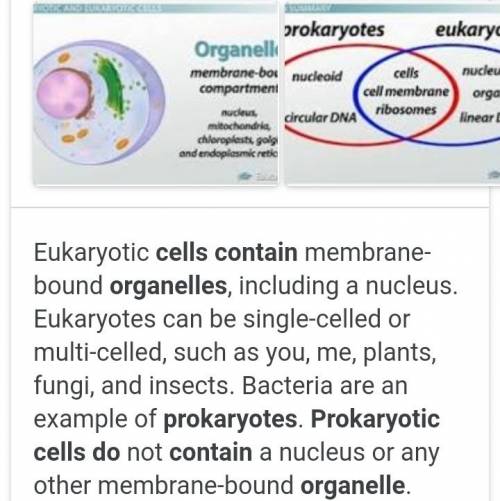 Does the prokaryotic celk have organelles (yes, no, or just some)