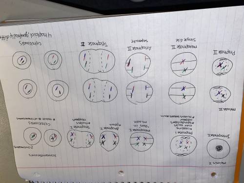 Discuss meiosis 1 and 2 using illustration?