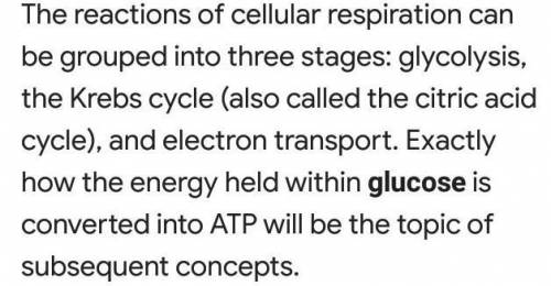 Explain the reactions of cellular respiration￼