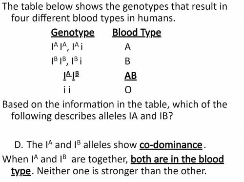 HELP HELP

Based on the information in the table, which of the following describes alleles I and IB?