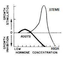 Plant hormones are chemical regulators that stimulate or inhibit growth depending on their concentra
