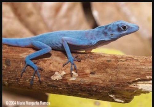 Is there an advantage for the different

anole species being able to occupy
different parts of a hab
