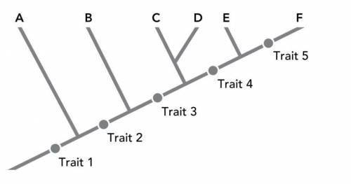 The cladogram shown below describes the evolutionary relationship among several species, labeled A t