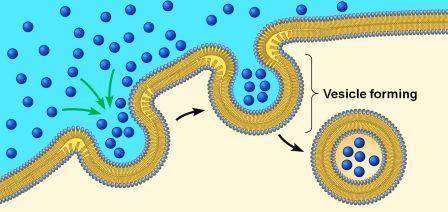 What is it called when part of a cell membrane closes around a molecule to allow the molecule to ent