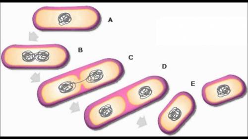 Most bacteria reproduce by a. aerial hyphae b. mitosis c. binary fission d. budding
