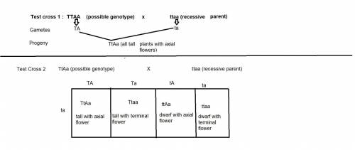 You are handed a mystery pea plant with tall stems and axial flowers and asked to determine its geno