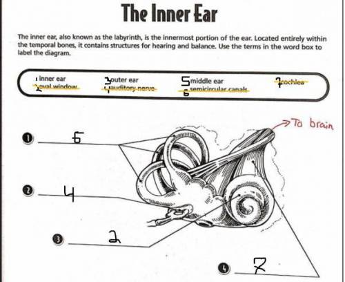 Please help: the inner ear 
no links!
don't answer if u don't know!