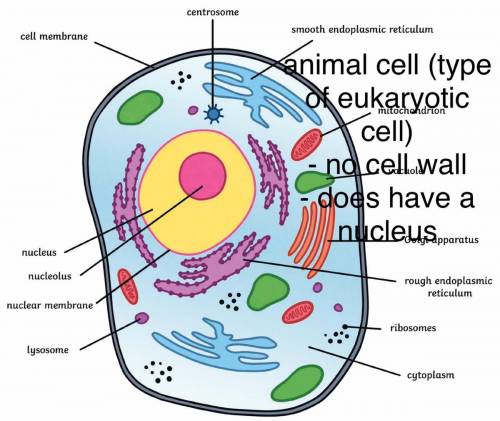 katelyn is working on a project about classifying cells as either prokaryotic or eukaryotic. she is
