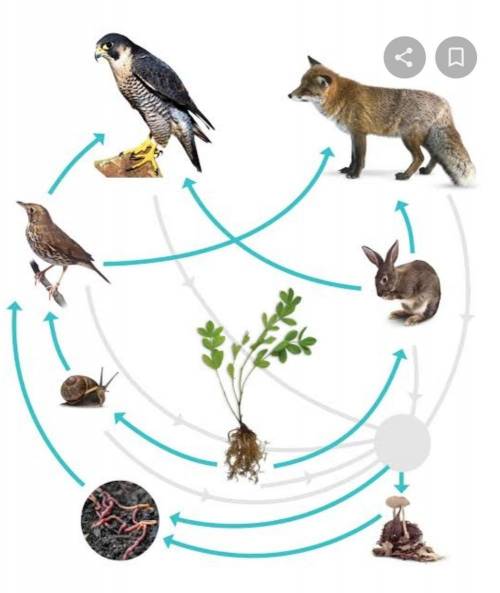 ONE FOOD CHAIN that was affected by the introduction of wolves and model it