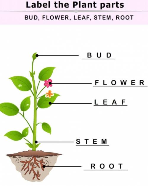 Label the plant elements​