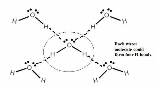Explain the sharing of electrons between a water molecule that forms four hydrogen bonds with the ot