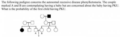 The pedigree below concerns the autosomal recessive disease phenylketonuria (PKU). The couple marked