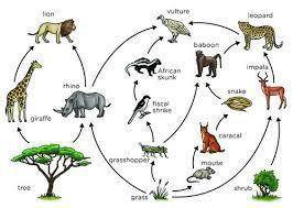 What is the difference between a food chain and food web