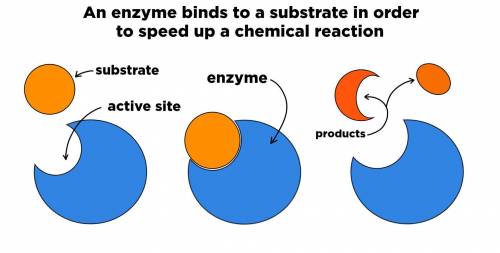 What is the relationship between an enzyme and the substrates it can bind